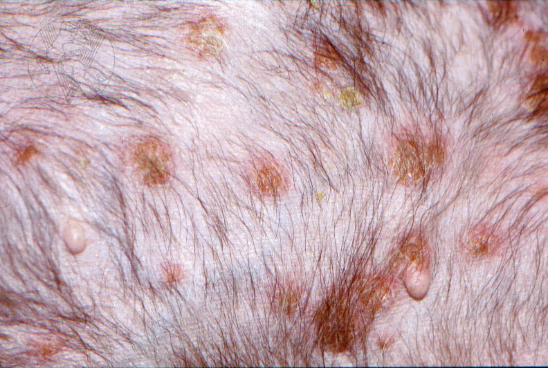 Autoimmune Skin Disease In Dogs Pictures Autoimmune Skin Disease In Dogs Pictures